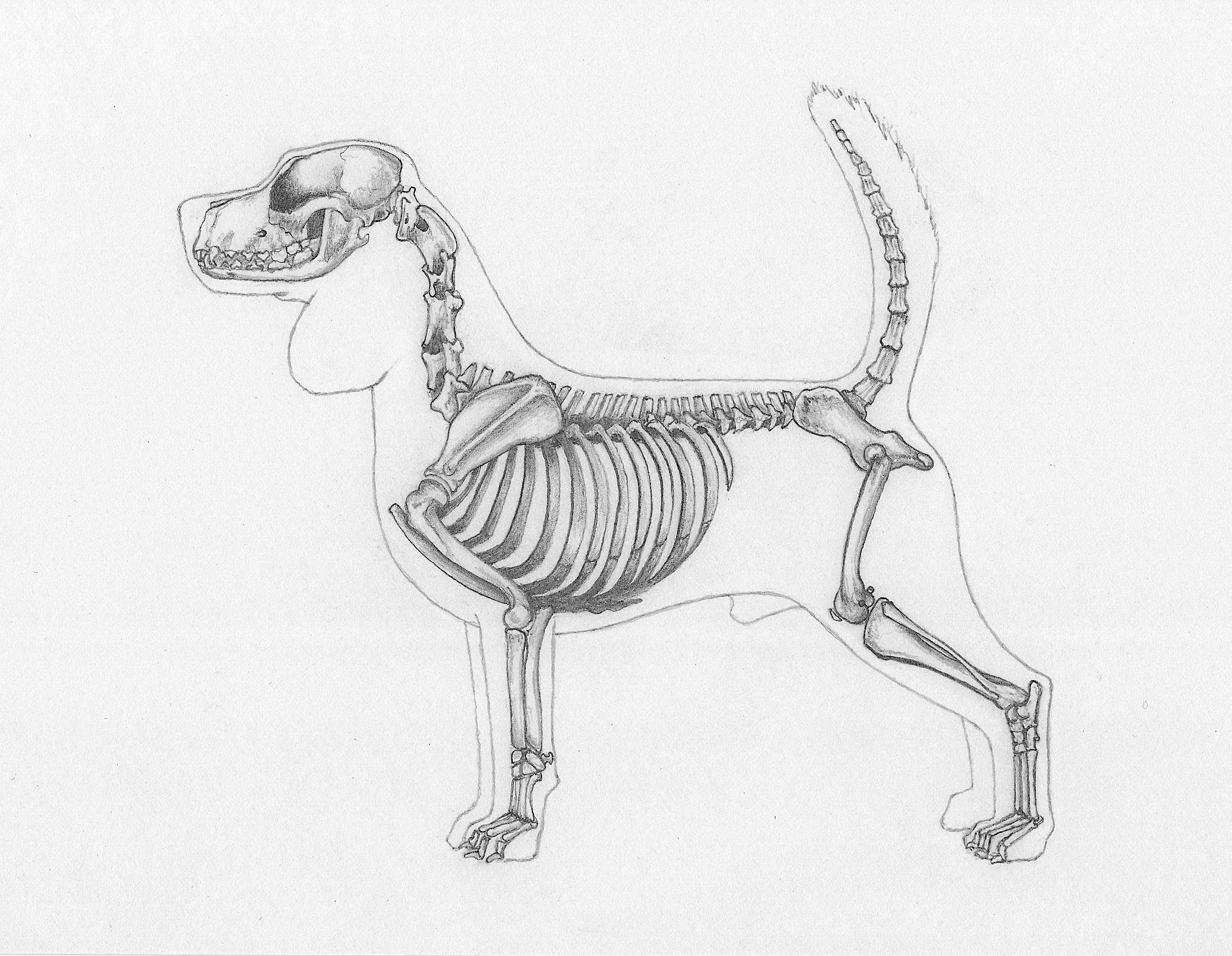 Скелет хвоста. Строение хвоста собаки кости. Скелетная анатомия собаки. Скелет собаки сбоку. Скелет хвоста собаки.